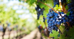 wine van tour